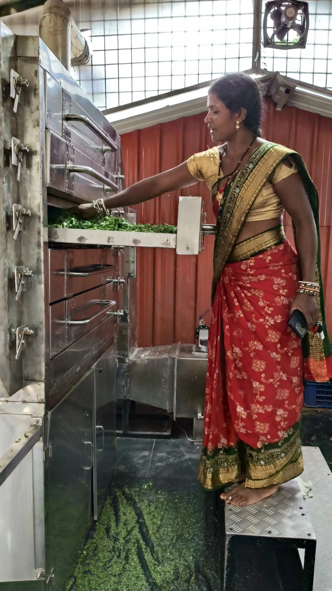 Bonda women collectively handling dried green leaves from the dehydration machine