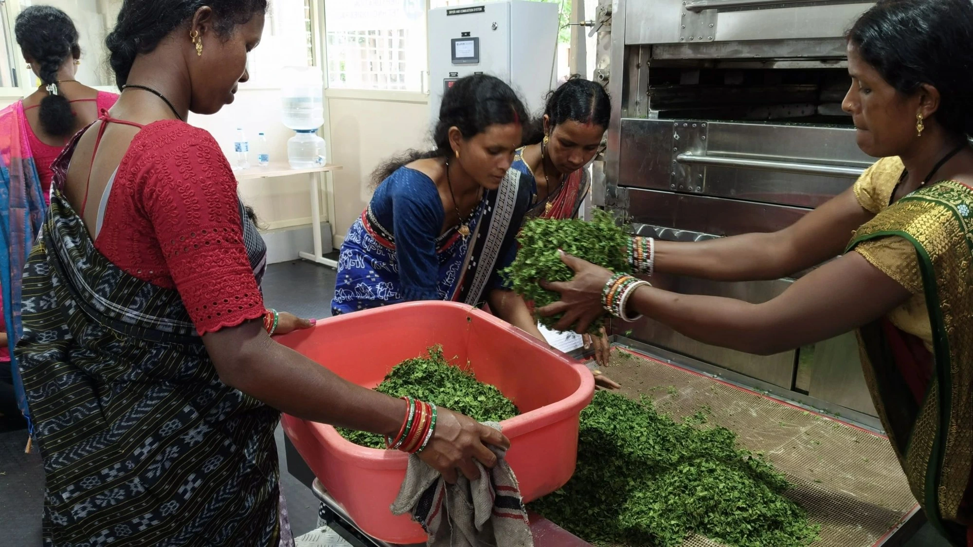 Bonda women processing jackfruit together at the food processing facility